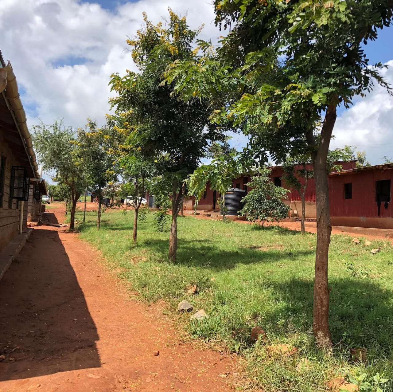 Trees growing on the school grounds